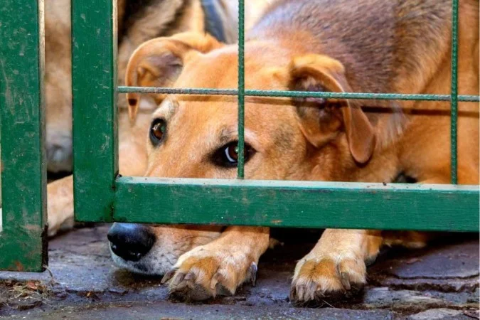 Lei proíbe estadual proíbe condenados por maus tratos de animais assumirem cargos publico