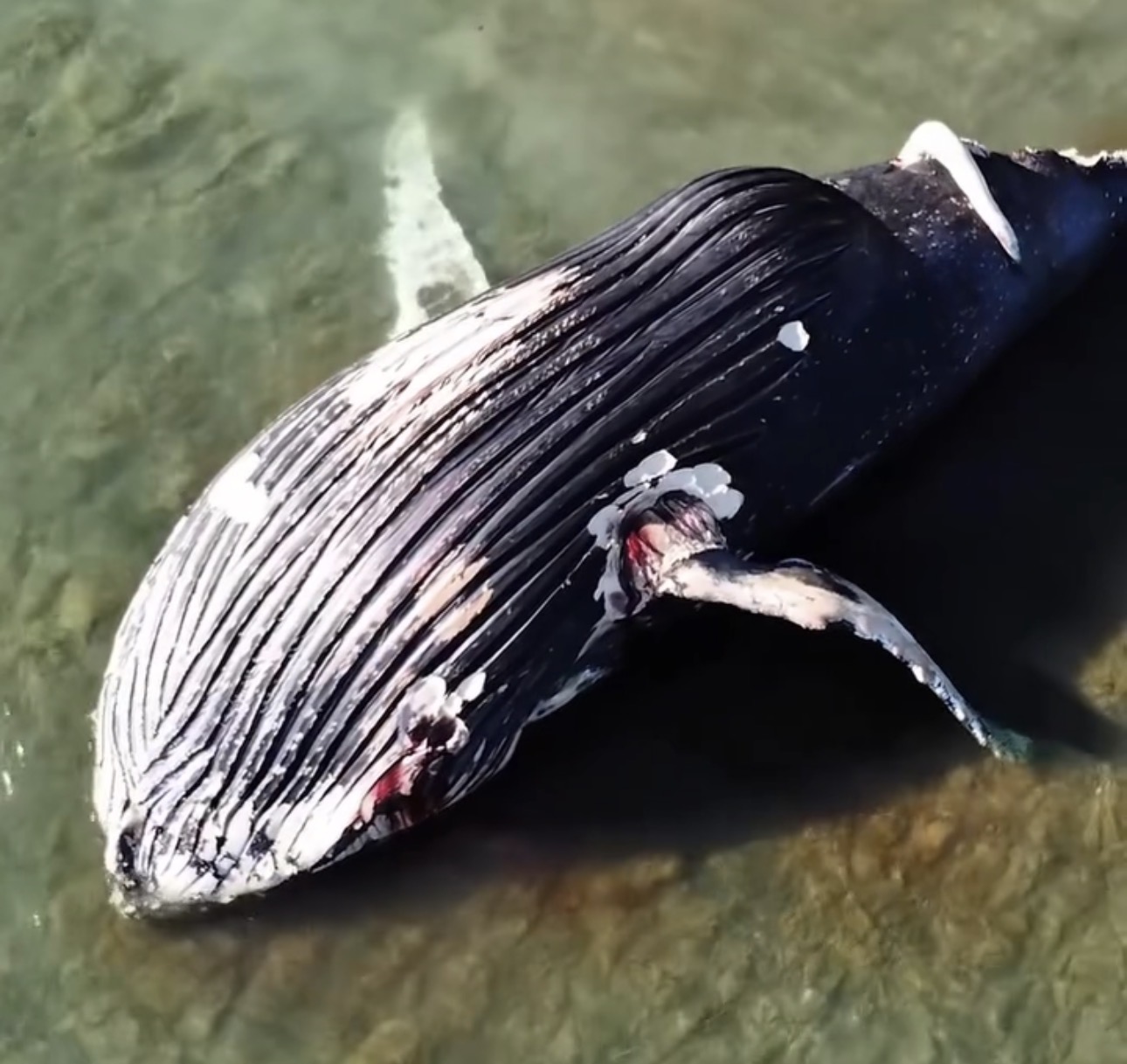 Baleia-jubarte de cerca de 13 metros encalha em praia de Redonda em Icapuí-CE