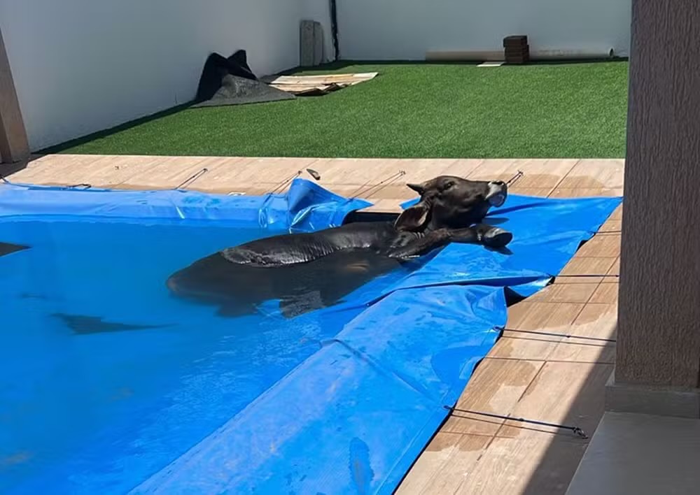 Boi é encontrado em piscina na casa de vereador na cidade de Grossos