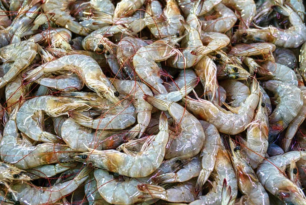 Lei aprova incentivos para produção de Camarão